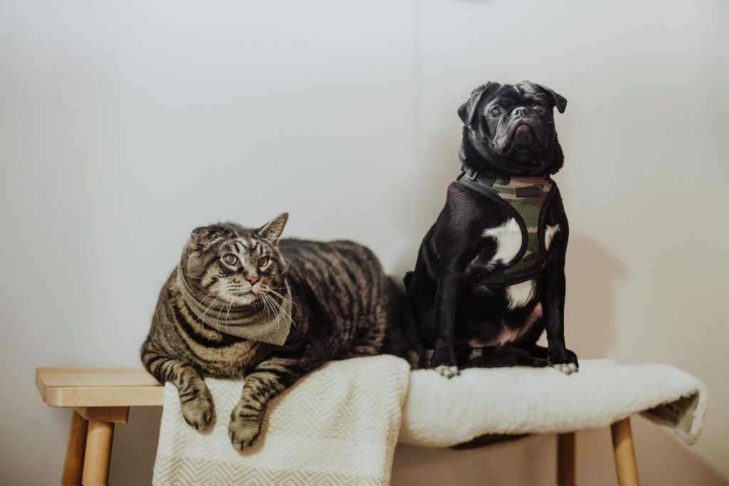 Create a comfortable and familiar environment for your children and pets.