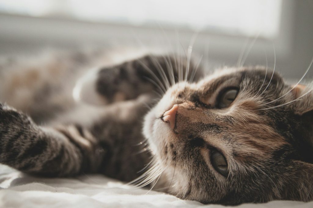 How to Safely Include Your Pet in a Photoshoot with Your Child?